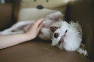 How Pet Therapy Can Enhance Emotional Well-Being?